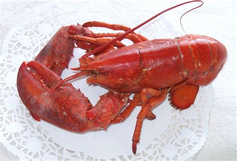Marvelous Canada Lobster Season In Nova Scotia