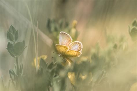 Wallpaper Sunlight Leaves Nature Plants Butterfly