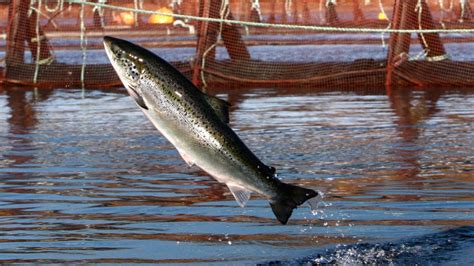 No Wild Atlantic Salmon Found In Nb River Conservation Group Says