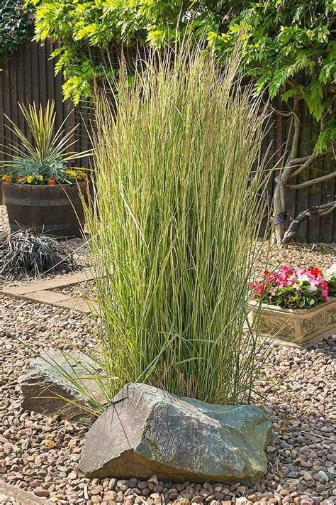 Soften A Rockery With These Plants Plantsornamentalsgrasses Simple