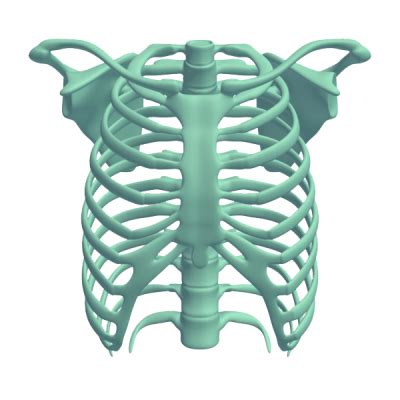 Rib Cage Png Vector Images With Transparent Background Transparentpng