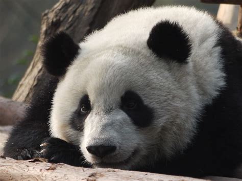 60 Cutest Panda Moments Ever Captured Bored Panda