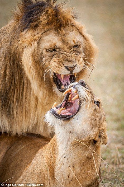Photographer Captures Expressions On Lions’ Faces While They Re Mating In 2024 Lion Lion And