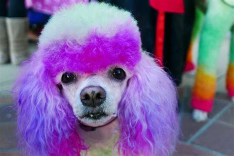 Behind The Scenes Secrets From The National Dog Show That Reveal What