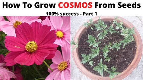 How To Grow Cosmos From Seeds With 100 Success Part 1 Sow Cosmos