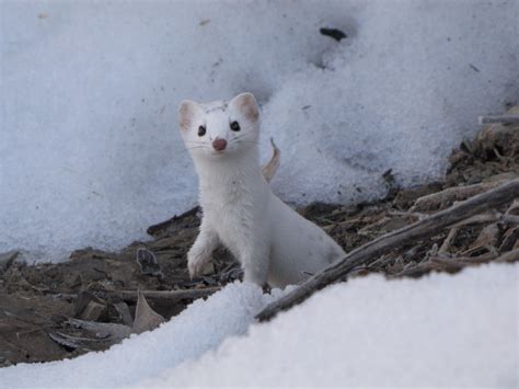 Snow Weasel A Long Tailed Weasel In Its Winter Coat Somet Flickr