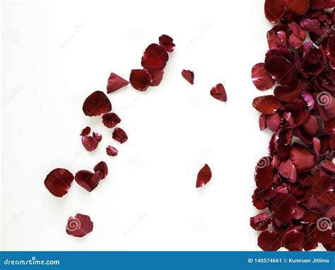 Romantic Red Rose Petals On White Background Stock Image Image Of