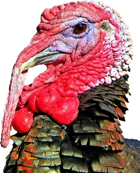 Dericbytes and is about balloon cartoon, boy cartoon, cartoon character. Free Thanksgiving Turkey Head PNG Image