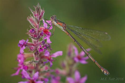 Dragonfly Species Colorful Flowers A Dragonfly On A Flow Flickr