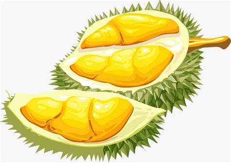 Clipart Durian 20 Free Cliparts Download Images On Clipground 2024