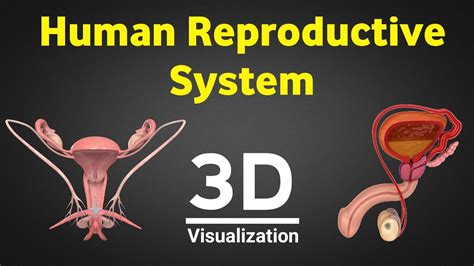 Human Reproduction 3d Human Reproductive System 3d Male And Female