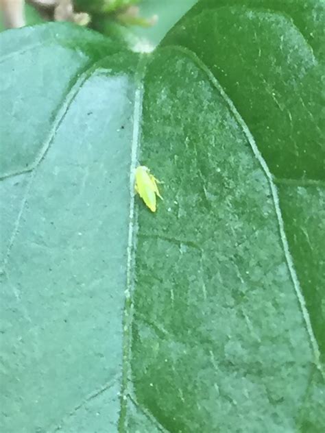 Small Green Bug That Flies When Disturbed