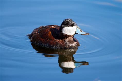 North American Ruddy Ducks Purely Poultry