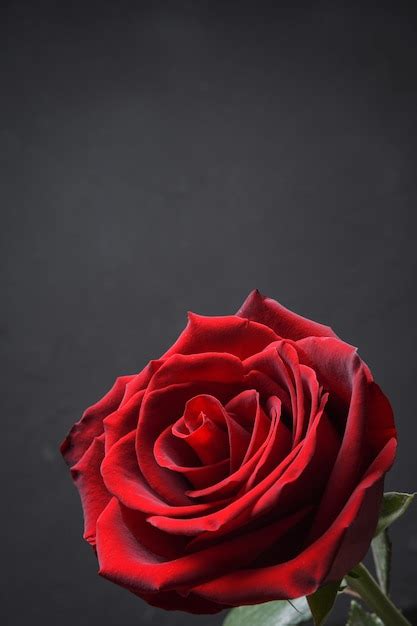 Premium Photo Red Beautiful Blooming Rose