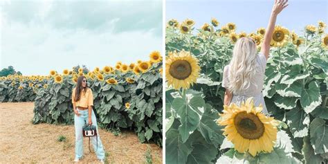 A New Sunflower Farm Is Sprouting Near Toronto And You Can Visit It This Summer Narcity