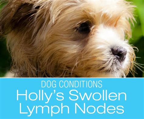Pin By Jana Rade On Dog Health Lymph Nodes Swollen Lymph Nodes