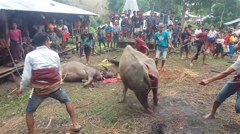 Kebanyakan masyarakat orang asli berkahwin ketika usia masih muda. Budaya adat kematian anakalang - YouTube