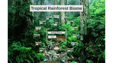 What Are The Abiotic Factors In The Tropical Rainforest