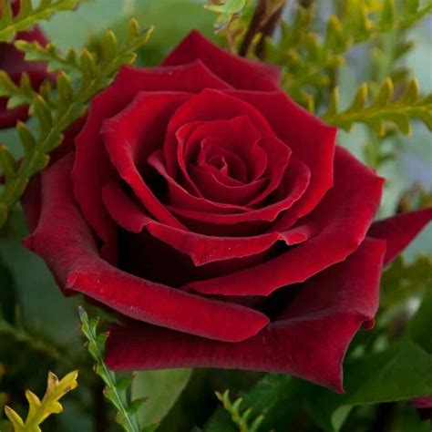 Regal Red Rose Red Roses Beautiful Red Roses Fragrant Garden
