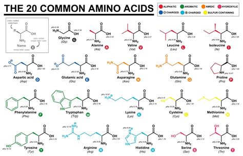 What Are The Two Rare Amino Acids Science ABC