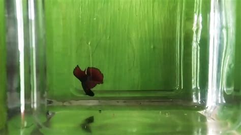Ikan Cupang Double Tail Youtube