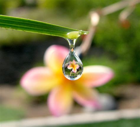 Flower Drop Reflection By Ohman Itsme On Deviantart
