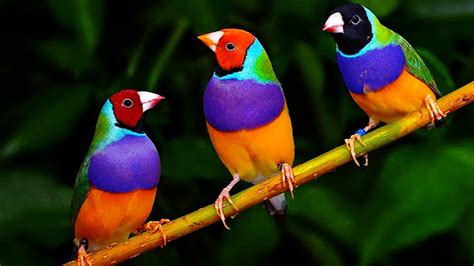 10 Most Beautiful Finch Birds In The World Youtube