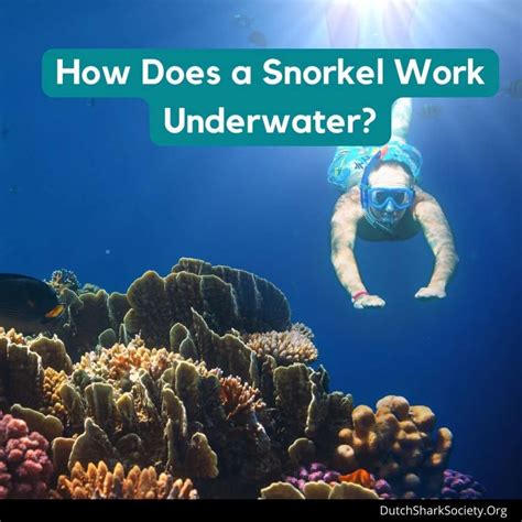 How Does A Snorkel Work Underwater Dutch Shark Society