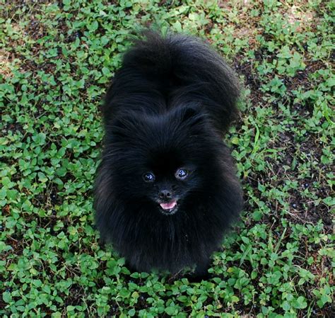 Black Pomeranians Dee Dees Pomeranians