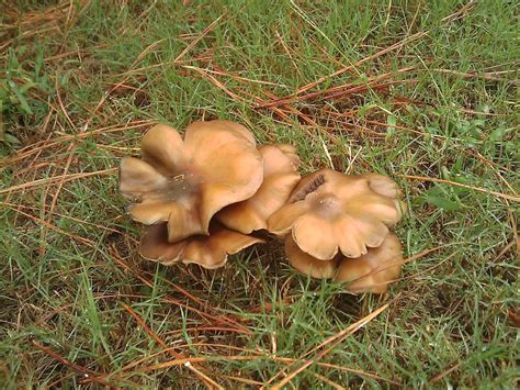 Rainy Georgia Mushroom Pics~ Mushroom Hunting And