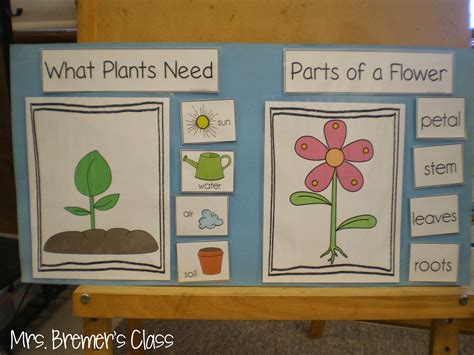 Parts Of A Plant Anchor Chart Parts Of A Flower Plant