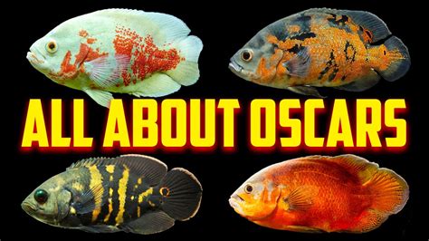 Oscar Fish The Complete Care Guide Youtube