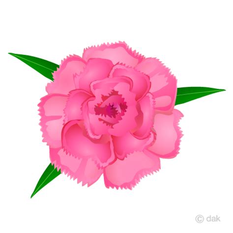 Carnation flowers are multipurpose flowers, don't you think? カーネーションの無料イラスト素材｜イラストイメージ