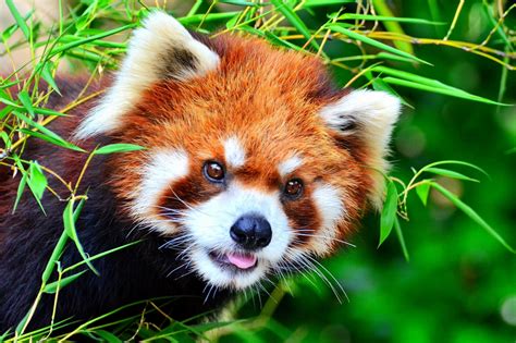 Tapety Roztomilý Zvíře Zvěř Savec Zoologická Zahrada Firefox