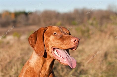 Happy Female Vizsla Dog With Tongue Hanging Out — Stock