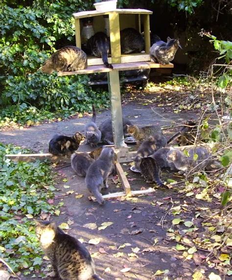 Trap Neuter Return Feral Cat Colony Management Bc Spca