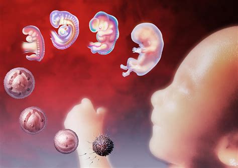 Embryo Development Photograph By Hans Ulrich Osterwalder Fine Art America