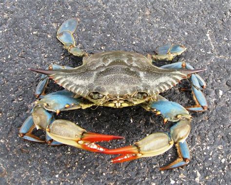 Blue Claw Crab Picture Of Rotary Park Environmental Center Cape