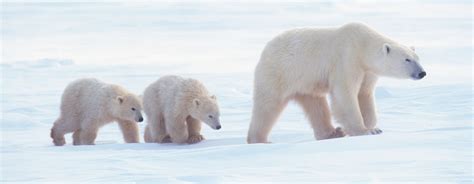 Polar Bears Could Become Extinct Faster Than We Think Imases Blog