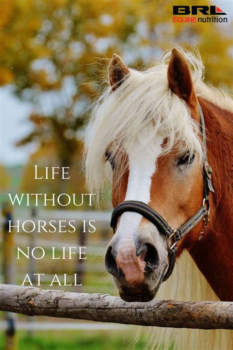 Sayings About Life Horses Word Of Wisdom Mania