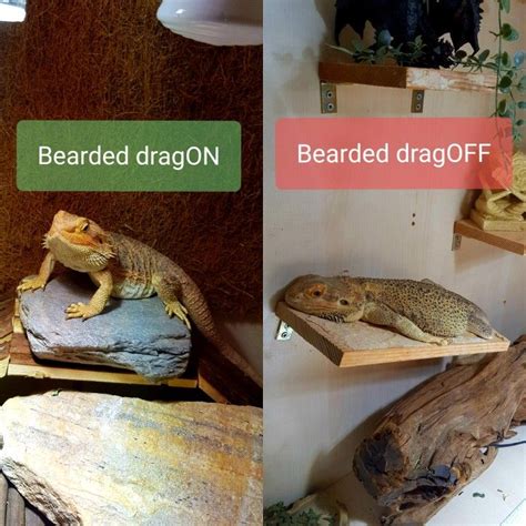 There Are Two Pictures Of Bearded Dragon And Bearded Dragon