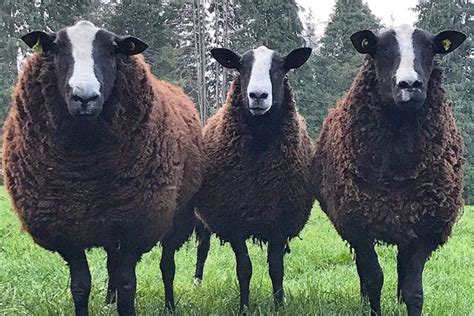 Zwartbles Sheep Breeders Establish New Group