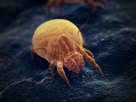 Dust Mite Parasite Microscopic Digital Illustration — Allergy