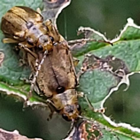 Viburnum Leaf Beetle Pyrrhalta Viburni Observation Org