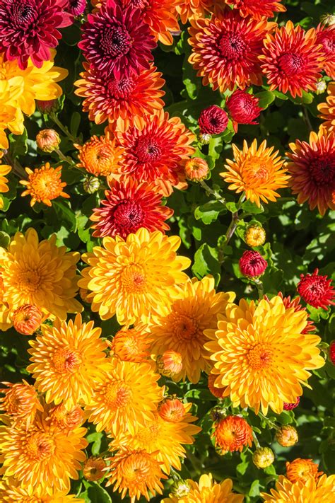 How To Overwinter Mums The Simple Secrets To Saving Hardy Mums