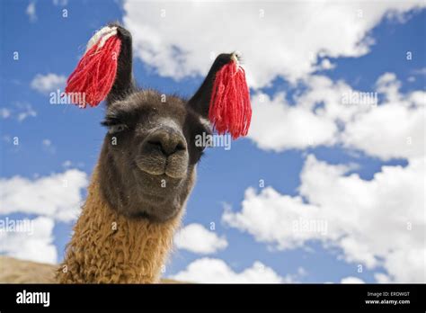 Llama High Resolution Stock Photography And Images Alamy
