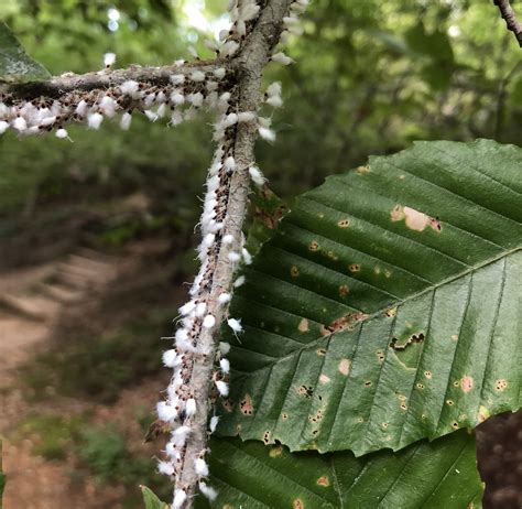 Beech Blight Aphids Nc State Extension