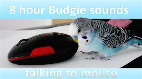 8 Hours Budgie Sounds Talking To Mouse Youtube