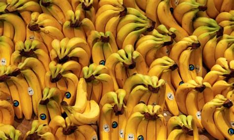 Bananas Genetically Modified New Flavour Food Waste Genetics