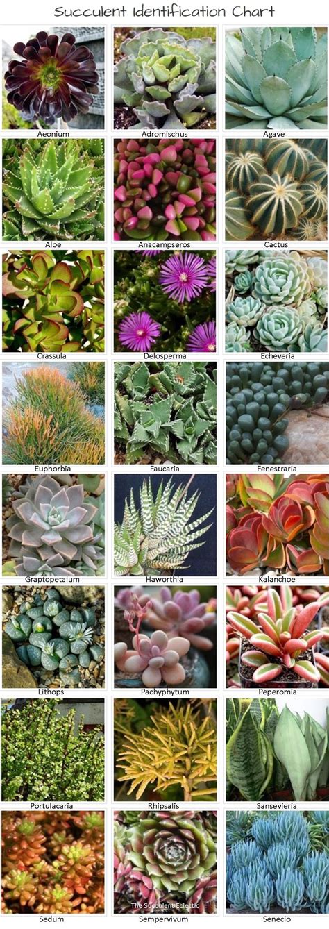 Chart Identification Types Of Succulents